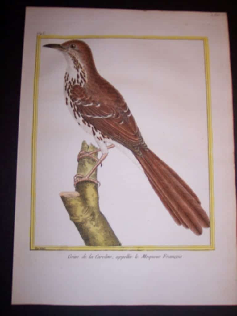 martinet birds, martinet bird prints, prints by martinet, martinet, old prints of birds, old bird prints