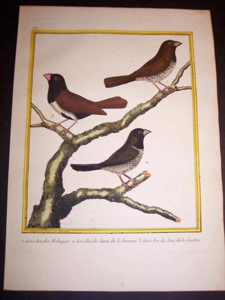 martinet birds, martinet bird prints, prints by martinet, martinet, old prints of birds, old bird prints