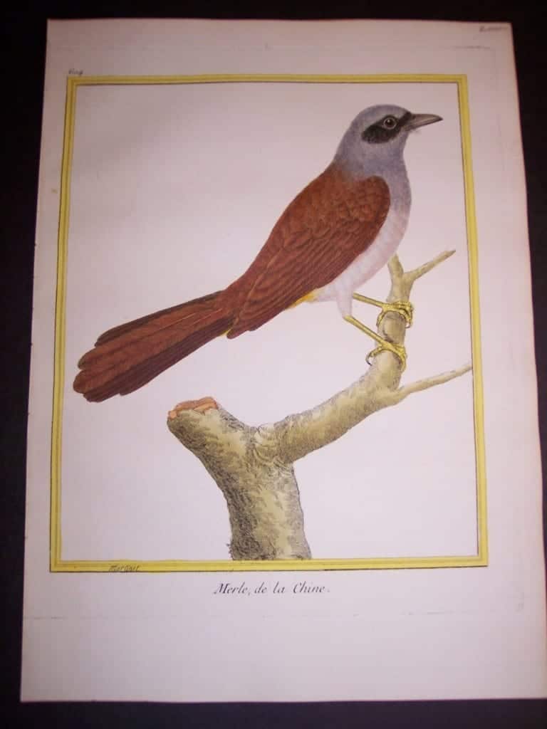 martinet birds, martinet bird prints, prints by martinet, martinet, old prints of birds, old bird prints