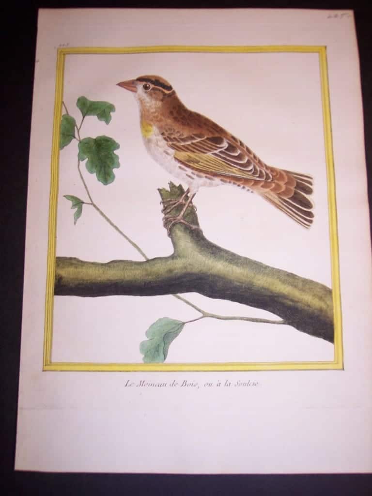 martinet birds, martinet bird prints, prints by martinet, martinet, old prints of birds, old bird prints