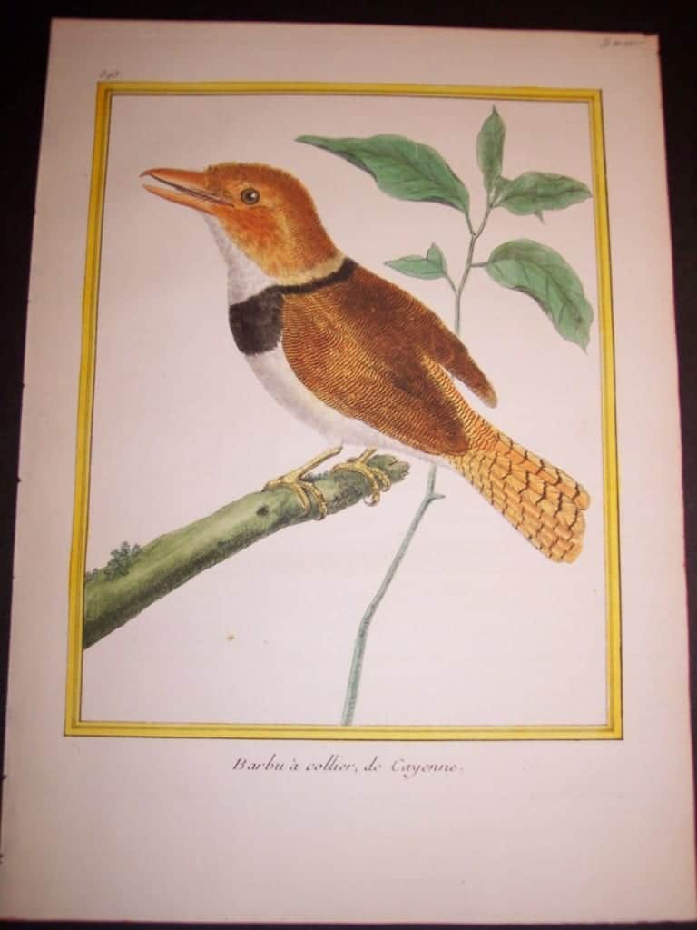martinet birds, martinet bird prints, prints by martinet, martinet, old prints of birds, old bird prints