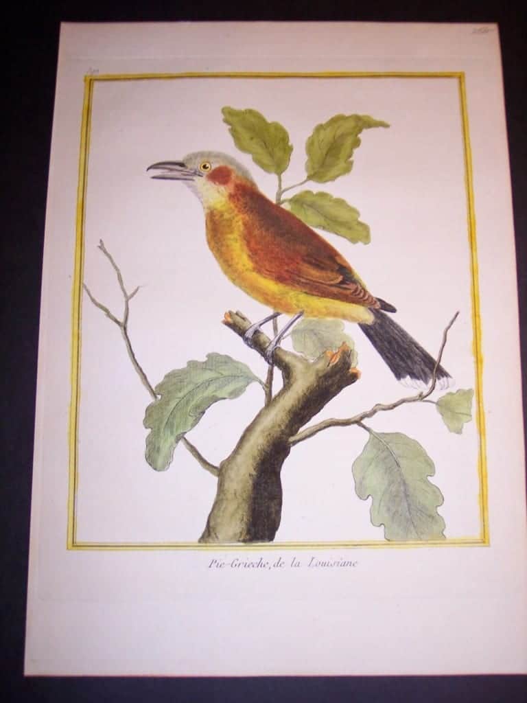 martinet birds, martinet bird prints, prints by martinet, martinet, old prints of birds, old bird prints