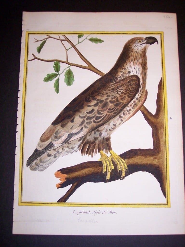 Birds of Prey by Martinet French hand colored copper plate engraving 1770-1783 9x12"
