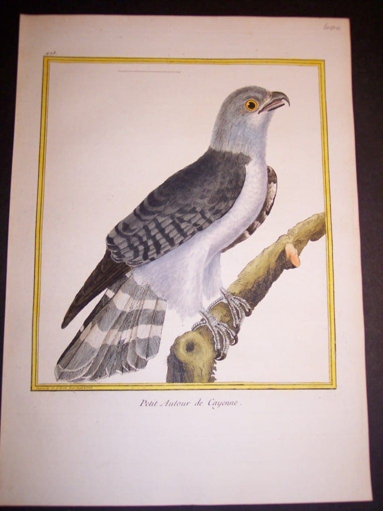 Birds of Prey by Martinet French hand colored copper plate engraving 1770-1783 9x12"