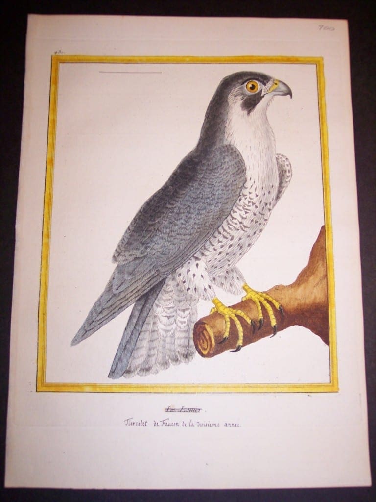 Birds of Prey by Martinet French hand colored copper plate engraving 1770-1783 9x12"