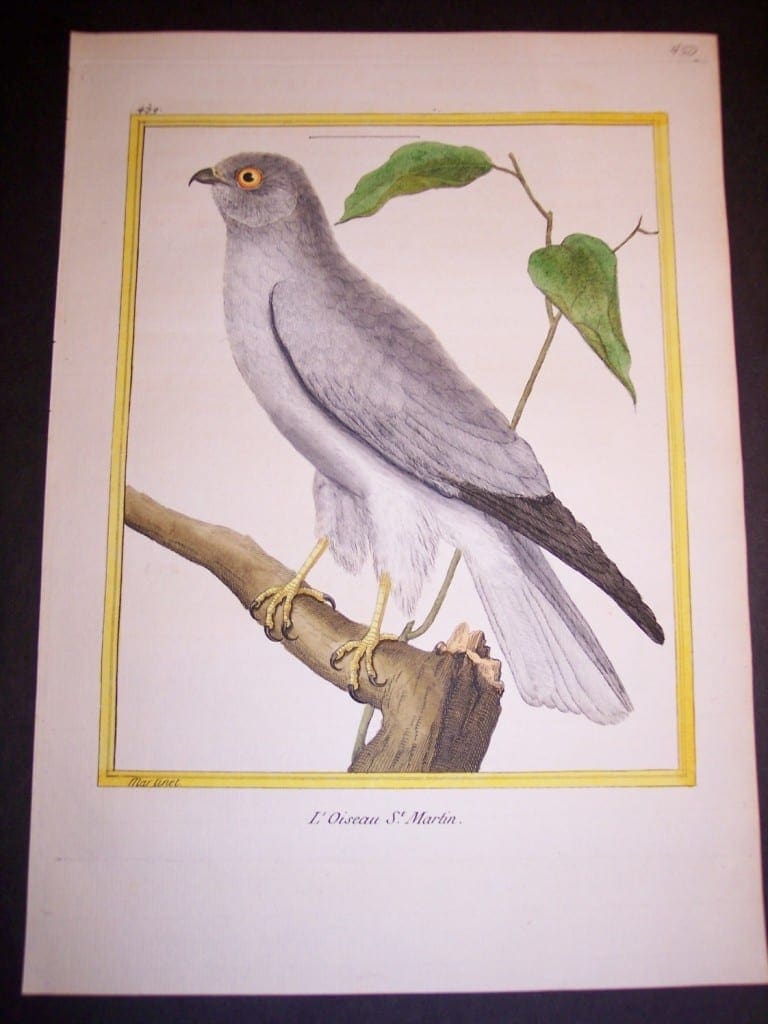 Birds of Prey by Martinet French hand colored copper plate engraving 1770-1783 9x12"