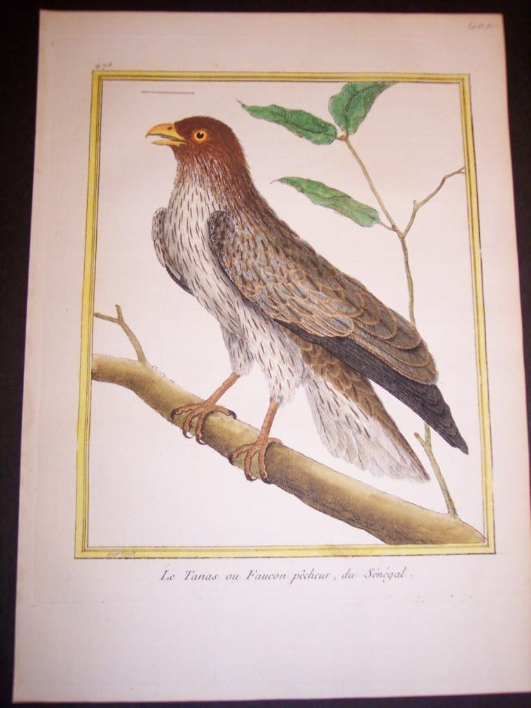 Birds of Prey by Martinet French hand colored copper plate engraving 1770-1783 9x12"