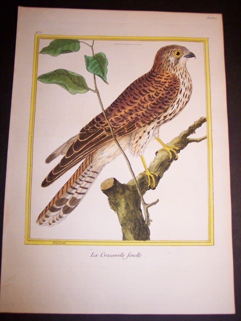 Birds of Prey by Martinet French hand colored copper plate engraving 1770-1783 9x12"