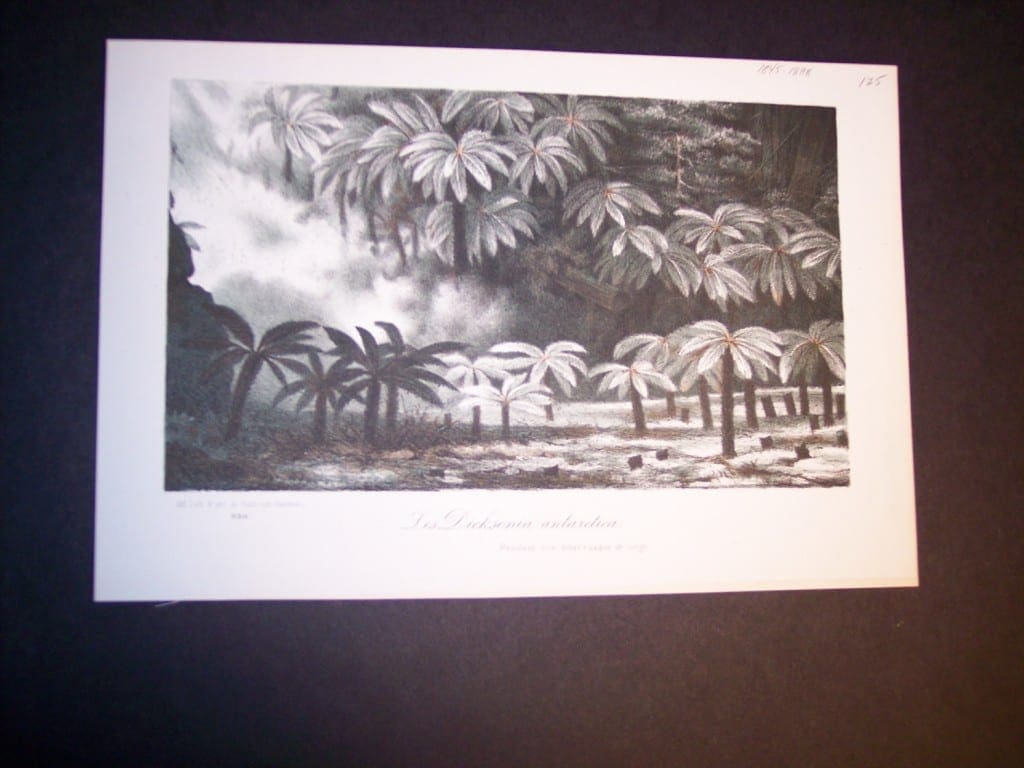 Dicksonia Antarctica c.1870, 7x10" 95.