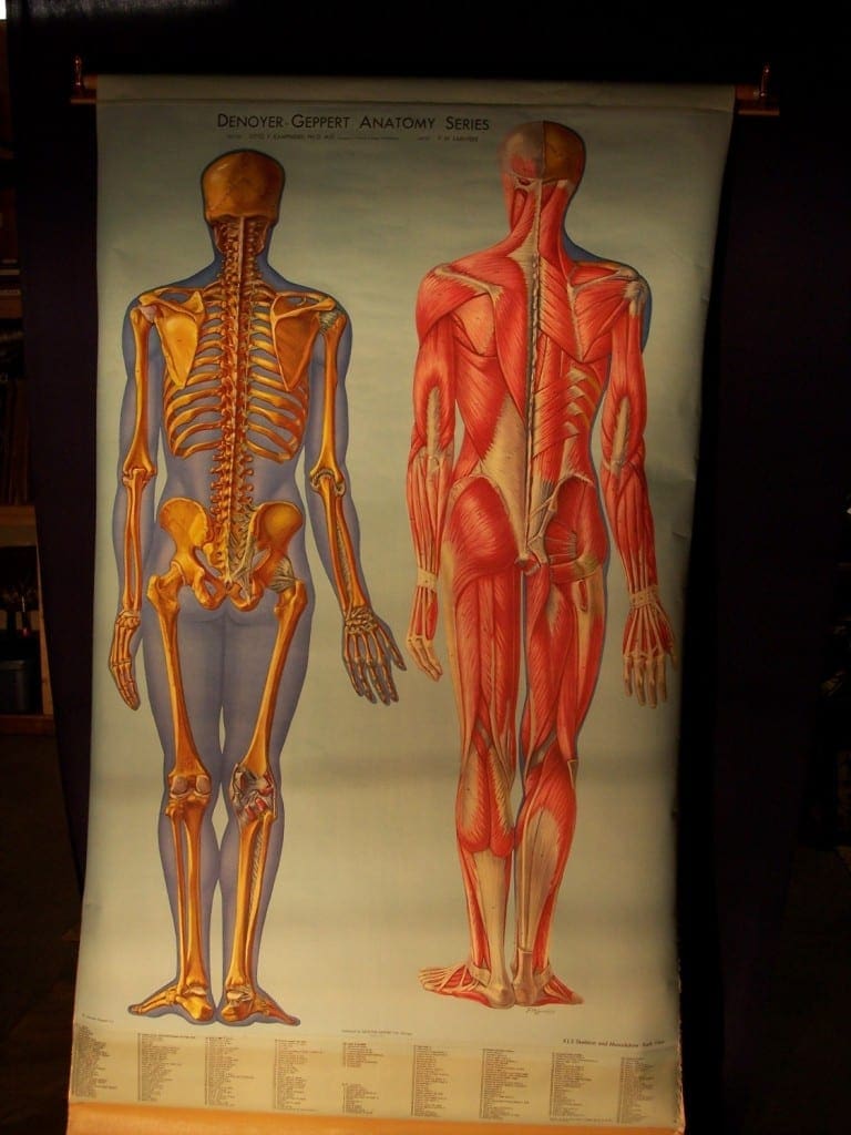 Muscles of the boy backside