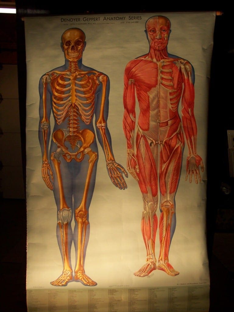 1949 anatomical poster of the skeleton and muscles of the human body. Large vintage lithograph in exemplary condition. 4x6'