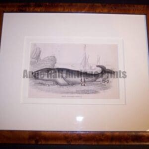 Framed, 19th century, antique engraving of Great Northern or Rorqual Whale in honey toned birdseye maple frame.
