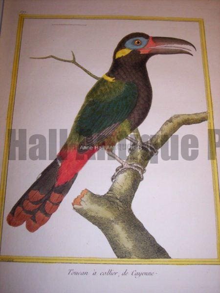 Martinet Toucan engraving from the 18th Century.