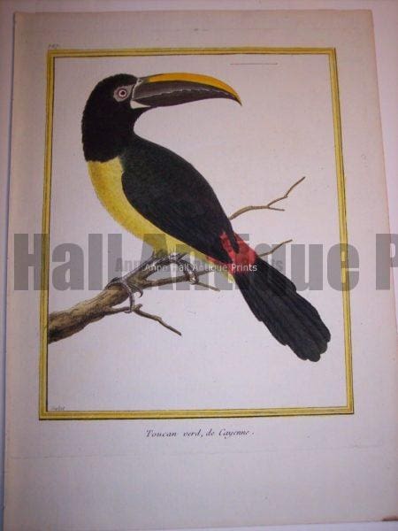 Martinet Toucan engraving from the 18th Century.
