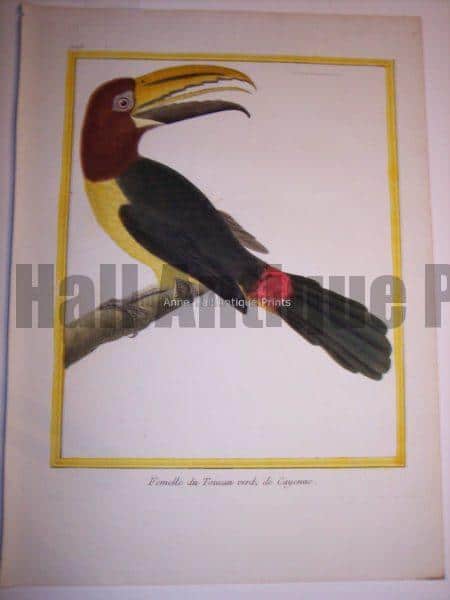 Martinet Toucan engraving from the 18th Century.