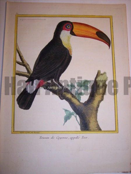 Martinet Toucan engraving from the 18th Century.