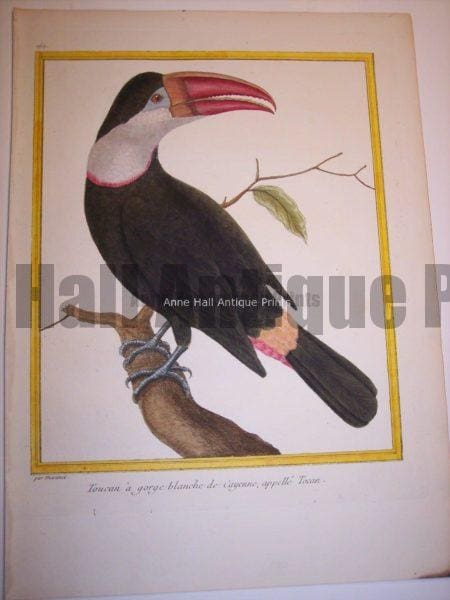 Martinet Toucan engraving from the 18th Century.