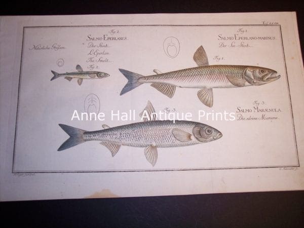 100_8854 Elizer Bloch Fishwerks c.1730 hand colored copper plate engraving. Salmo 8854 $250.