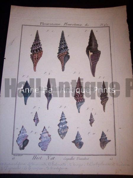 Antique Lamarck sea shell print. French hand colored copper plate engraving.