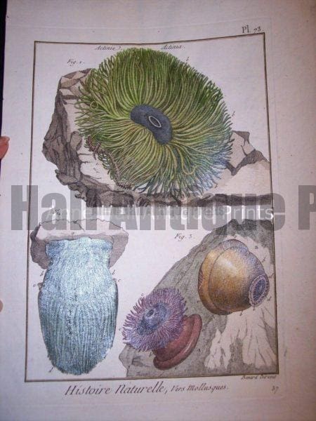 Antique Lamarck sea shell print. French hand colored copper plate engraving.