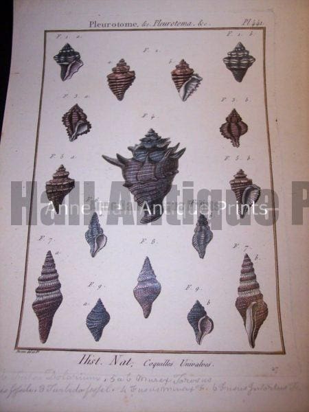 Antique Lamarck sea shell print. French hand colored copper plate engraving.