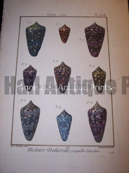 Antique Lamarck sea shell print. French hand colored copper plate engraving.