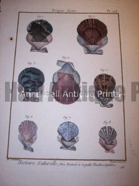 Antique Lamarck sea shell print. French hand colored copper plate engraving.