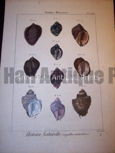 Antique Lamarck sea shell print. French hand colored copper plate engraving.