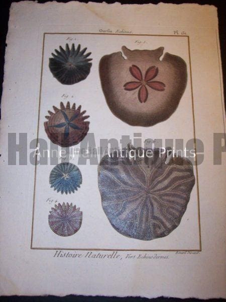 Antique Lamarck sea shell print. French hand colored copper plate engraving.