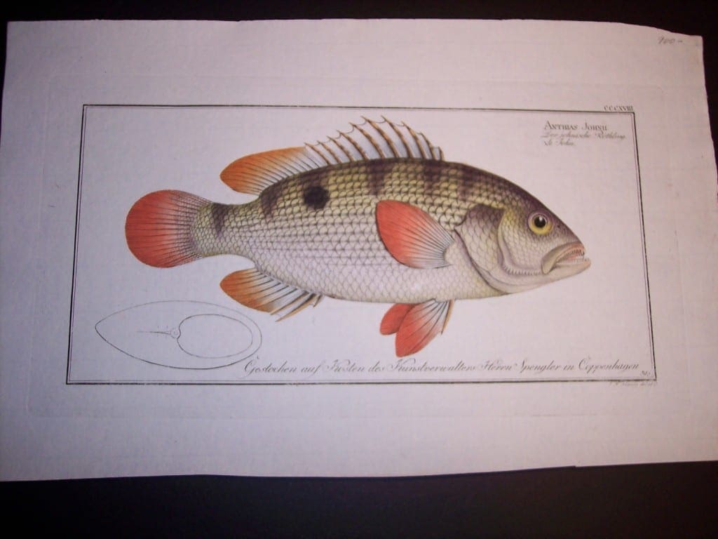 Elizer Bloch Fish Print c.1770