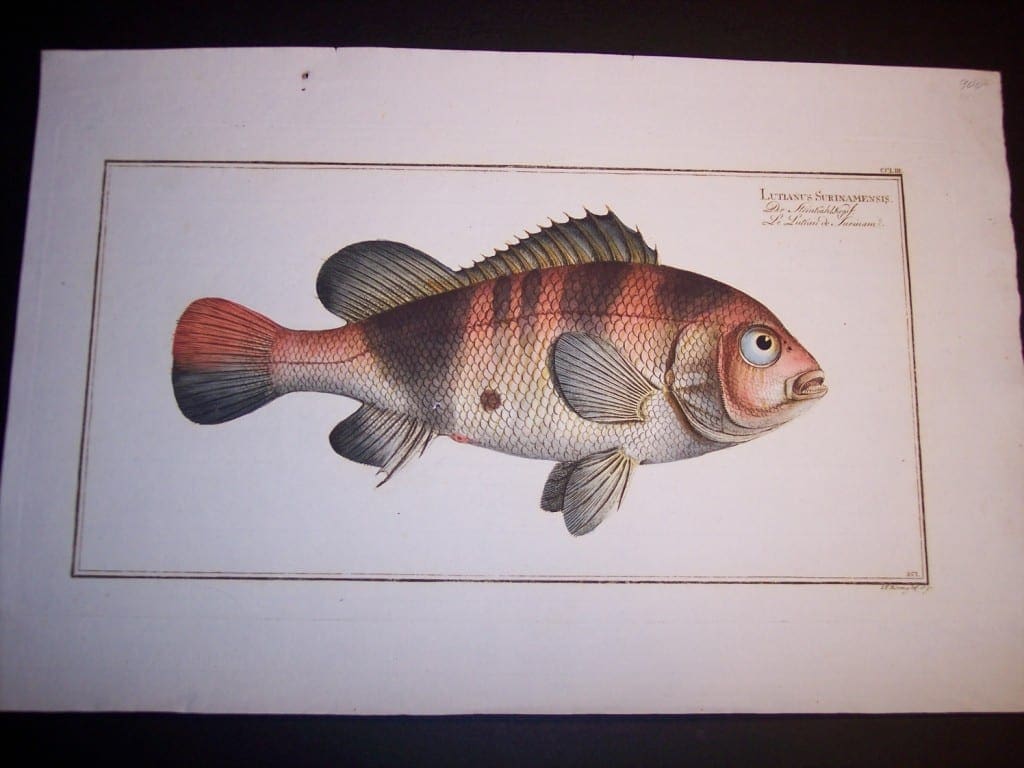 Lutianus Surinamensis