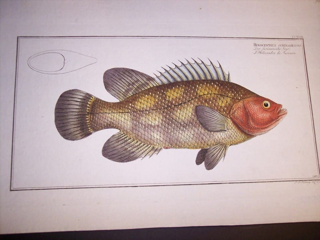 Holocentrus Surinamensis