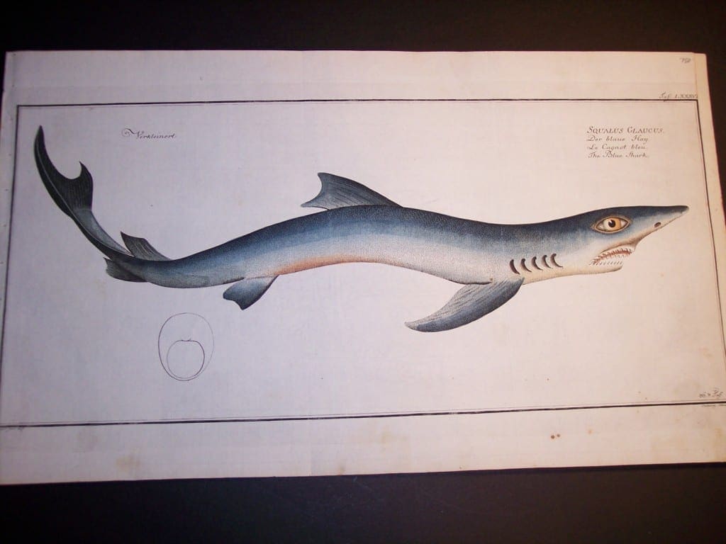 Blue Shark or Squalus Glaucus $750.