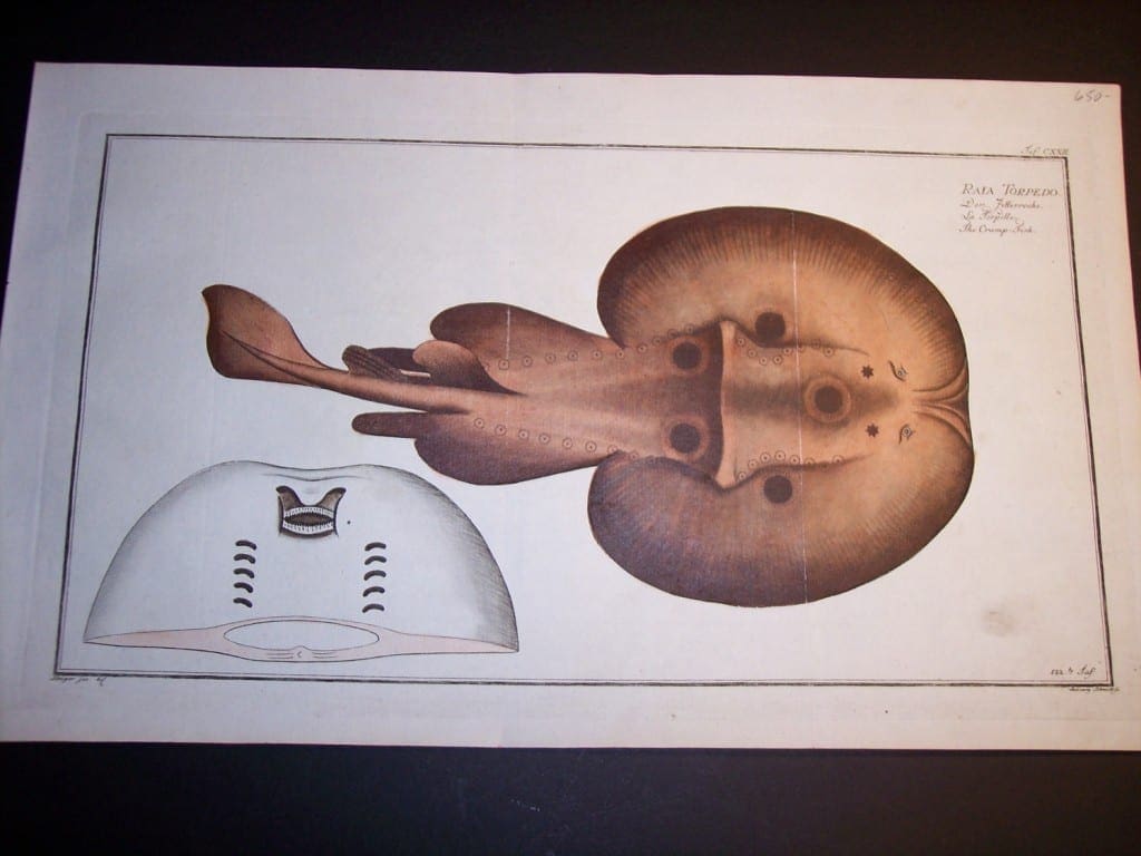 Raia Torpedo 