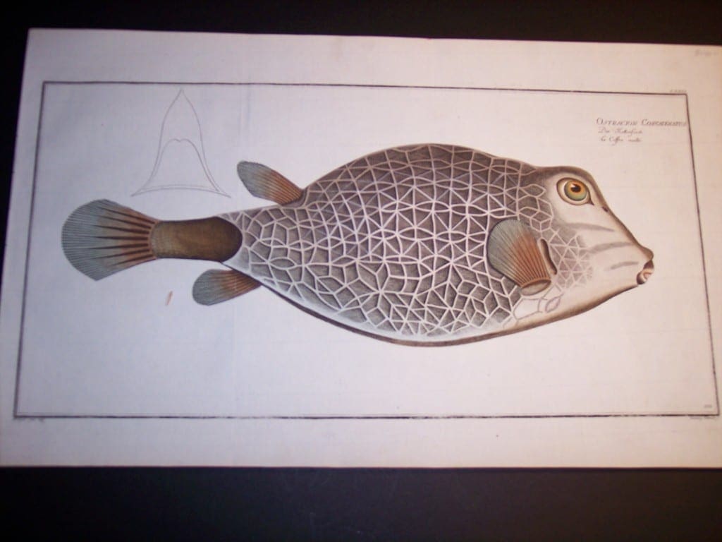 Elizer Bloch Fish Print c.1770