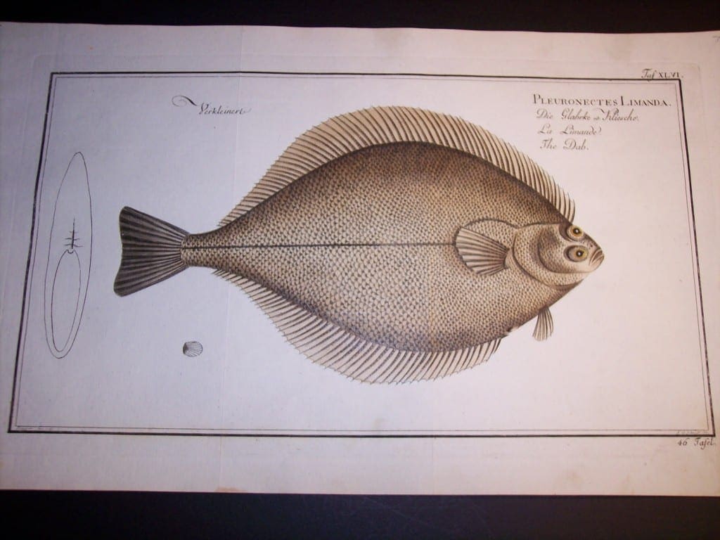 Elizer Bloch Fish Print c.1770