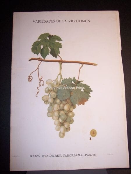 Rare wine chromolithograph p75 Uva de Rey. Tamorlana. $450.