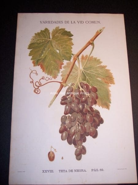 Rare Wine Chromolithograph p69 Teta de Negra. $450.