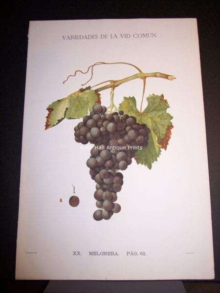 Rare Wine Chromolithograph p62 Melonera. $450.
