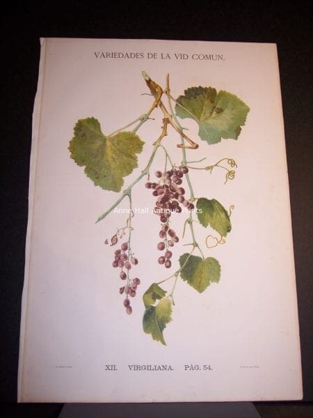 Rare Wine Chromolithograph p54 Virgiliana. $450.