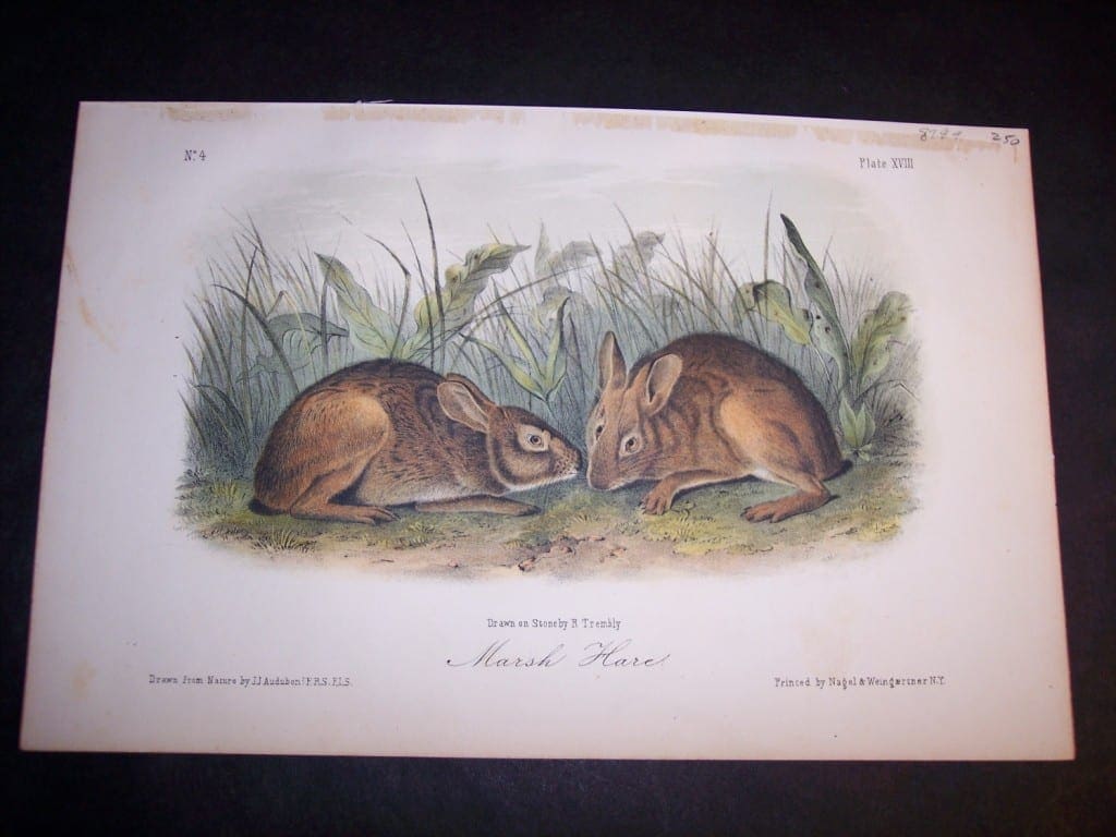 Audubon Marsh Hare