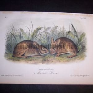 Audubon Marsh Hare