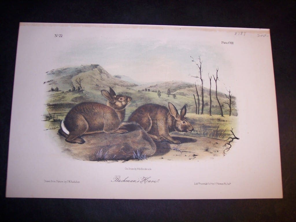 Audubon Bachmans Hare