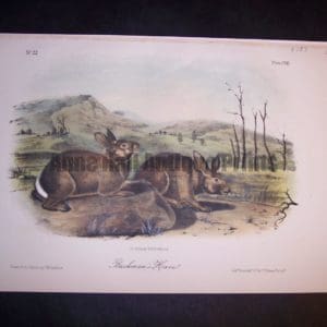 Audubon Bachmans Hare