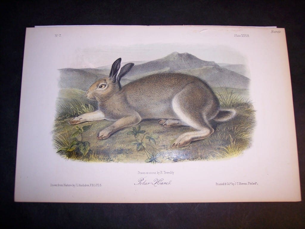 Audubon Polar Hare. Hand colored lithograph. $250.