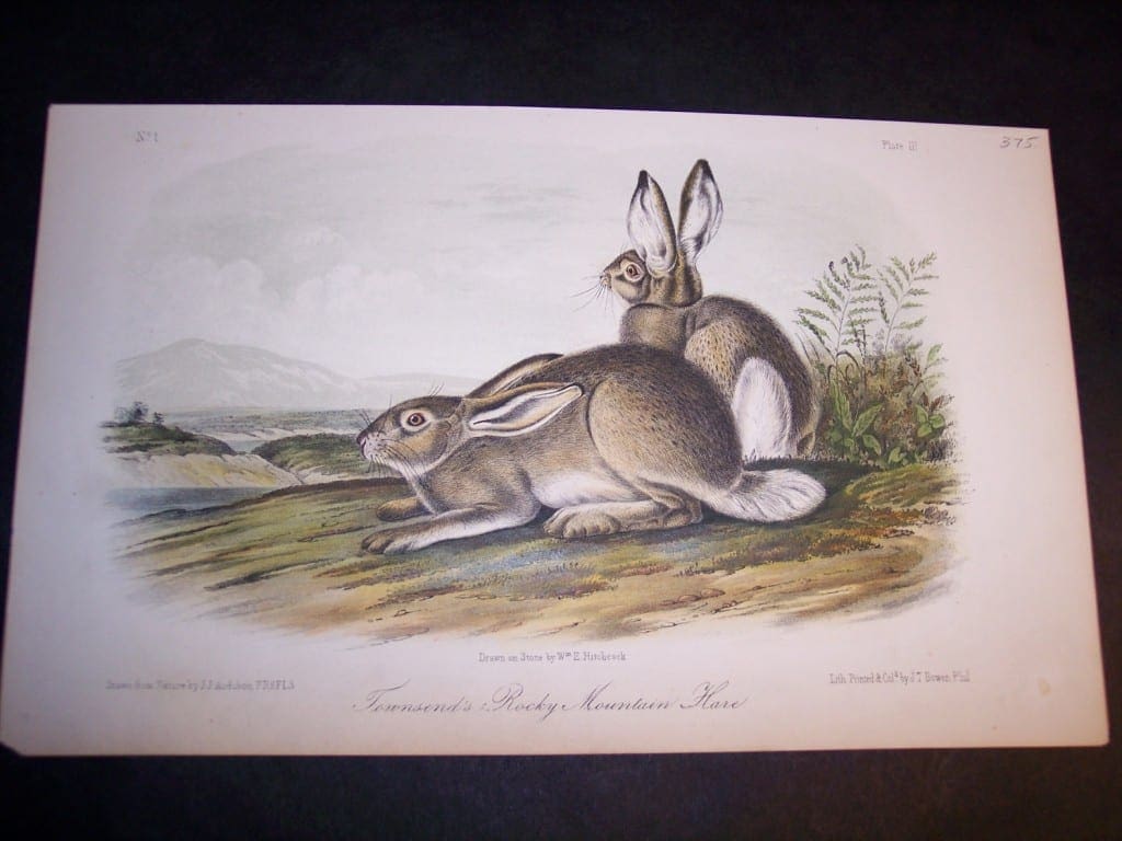 Audubon Townsends Hare