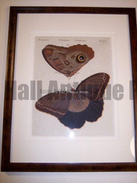 Insect Prints: spectacular 200 year old engraving of large blue & brown butterflies, framed in burlwood frame with uv glass.