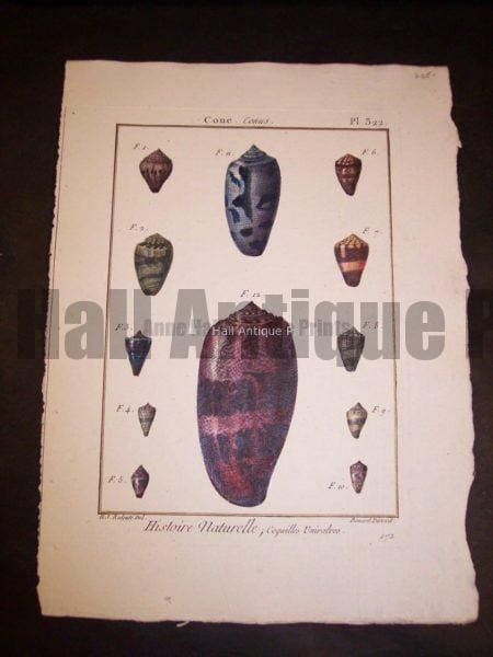 These old sea shell prints date from 1779 to 1820. They were published by Lamarck in France. Numerous well known artists worked on this series including Marachel and PJ Redoute. These are stunning old copper plate engravings with water colors. They range in price from 125. to 225. each. and a discount on a set. Each print measures about 8x11" These are stunning old copper plate engravings with water colors.