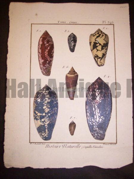 These old sea shell prints date from 1779 to 1820. They were published by Lamarck in France. Numerous well known artists worked on this series including Marachel and PJ Redoute. These are stunning old copper plate engravings with water colors. They range in price from 125. to 225. each. and a discount on a set. Each print measures about 8x11" These are stunning old copper plate engravings with water colors.