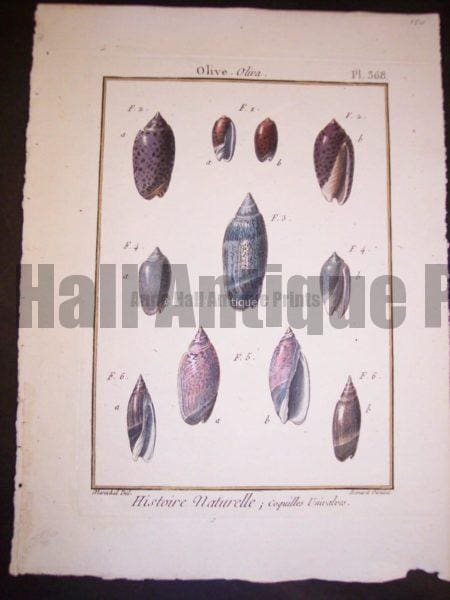 These old sea shell prints date from 1779 to 1820. They were published by Lamarck in France. Numerous well known artists worked on this series including Marachel and PJ Redoute. These are stunning old copper plate engravings with water colors. They range in price from 125. to 225. each. and a discount on a set. Each print measures about 8x11" These are stunning old copper plate engravings with water colors.